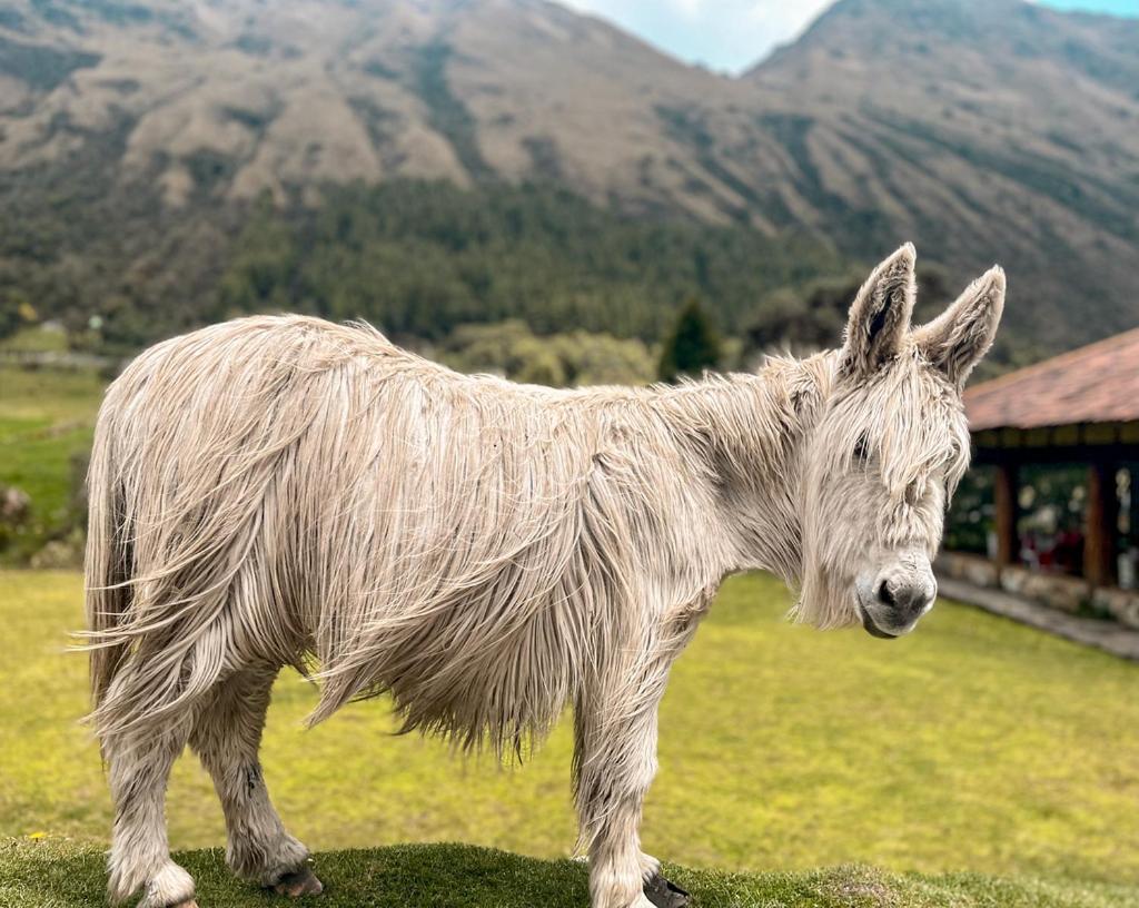 Hacienda Hosteria Dos Chorreras Cuenca Eksteriør billede